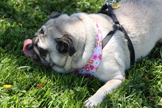 Pug outside in a park. 