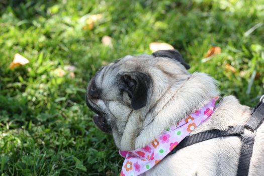 Pug outside in a park. 