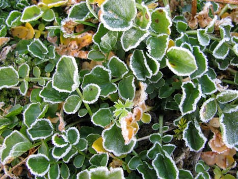 Grass, greens, vegetation, flora, background, the nature, kind, leaves, colour, structure, flowers, hoarfrost, frost, plant