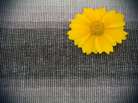 Brown fabric with yellow flower on right side