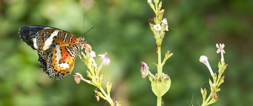 Tropical butterfly on small flowers