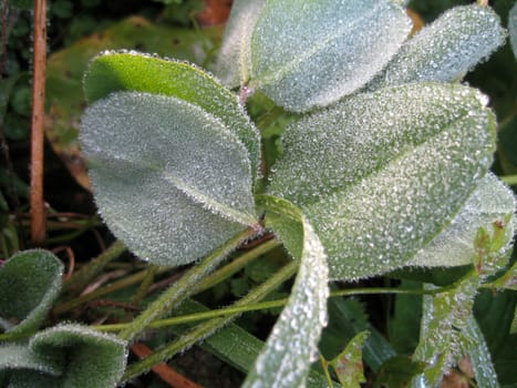 Dew, morning, greens, background, structure, water, drop, moisture, water, leaves, plant, flora, vegetation, the nature, flowers, green, colour, bright, macroshooting, a grass