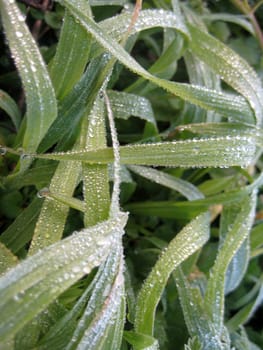 Dew, morning, greens, background, structure, water, drop, moisture, water, leaves, plant, flora, vegetation, the nature, flowers, green, colour, bright, macroshooting, a grass