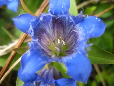 Flower; greens; dark blue; a bud; a background; a structure; leaves; a plant; flora; vegetation; the nature; the green; reserve, colour; the bright; macroshooting; a grass; a petal