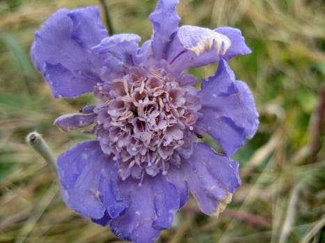Flower; greens; lilac, violet; a bud; a background; a structure; leaves; a plant; flora; vegetation; the nature; reserve, colour; the bright; macroshooting; a grass; a petal
