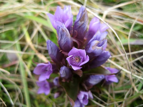 Flower; greens; lilac, violet; a bud; a background; a structure; leaves; a plant; flora; vegetation; the nature; reserve, colour; the bright; macroshooting; a grass; a petal