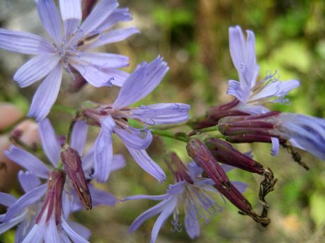 Flower; greens; lilac, violet; a bud; a background; a structure; leaves; a plant; flora; vegetation; the nature; reserve, colour; the bright; macroshooting; a grass; a petal