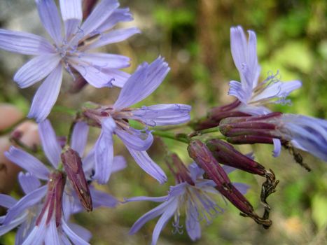 Flower; greens; lilac, violet; a bud; a background; a structure; leaves; a plant; flora; vegetation; the nature; reserve, colour; the bright; macroshooting; a grass; a petal