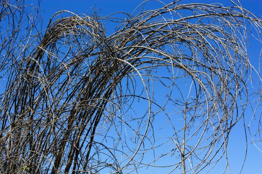 entangled bushes in azure sky, background, plants
