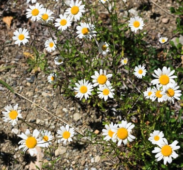 camomile flowers growing on stones
