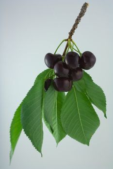 Photo of a separated bundle of cherry branch on white background
