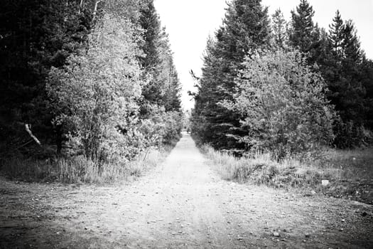 black and white photo of forest road in summer time
