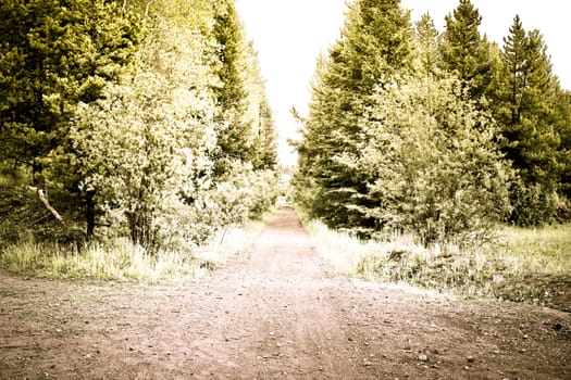 creative photo of forest road in summer time
 y