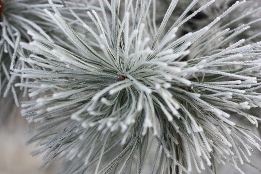 Frost on pine tree branch
