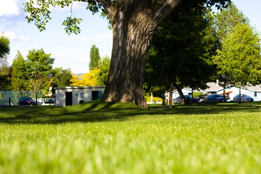 Tree bole in the middle of green lawn
