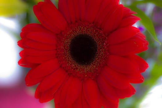 Close-up photo of red flower with black center
