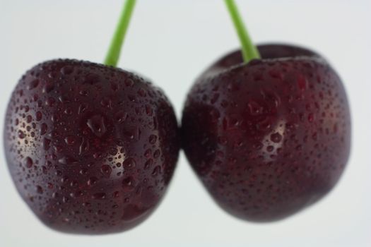 two wet cherries on white background
