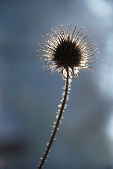 a lonely dry thorn with the highlighted spikes