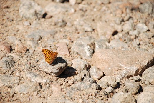 Orange butterfly on stones at noon