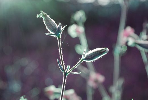 wild flowers in the morning