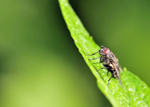 A tachinid fly perched on a green leaf.