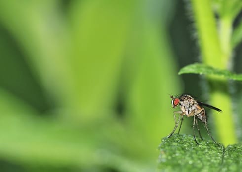 A tachinid fly perched on a green leaf.