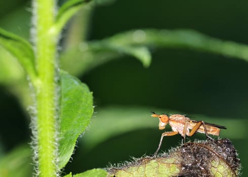 Marsh Fly perched on a plant leaf in a swamp.