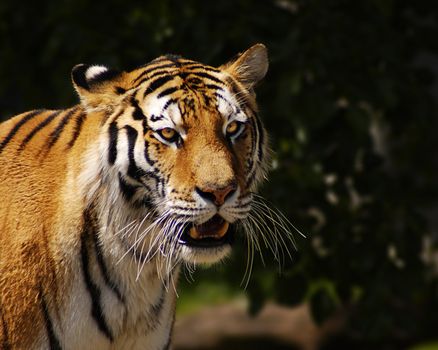 A  tiger in the Detroit Zoo.