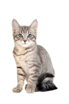 adorable blue eyed kitten sitting on white