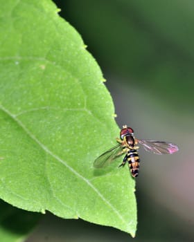 A hoverfly perched on top of a plant leaf.