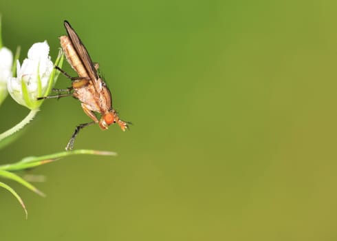 A Marsh Fly perched on a flower.