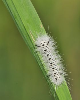 Hickory Tussock Moth Caterpiller perched on a plant leaf.