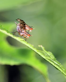 A par of Marsh Flies perched on a plant mating.