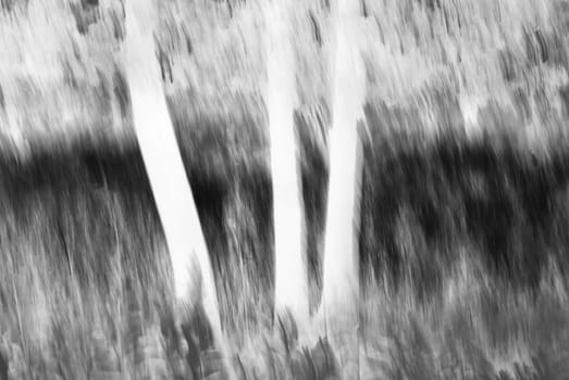 Abstract image of trees.