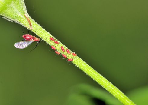 A group of red aphids perched on a plant stem.