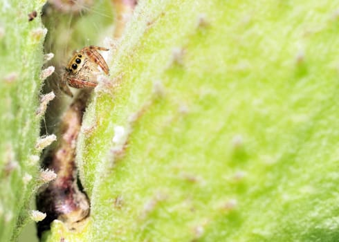 A jumping spider in between two milkweed pods waiting on prey.