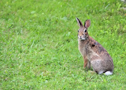 A Cottontail rabbit sitting on green grass.