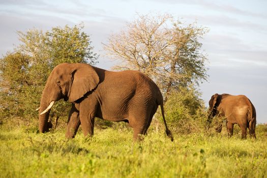 African elephant (Loxodonta africana) near Lower Sabie, Kruger National Park, South Africa.