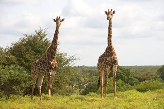 Giraffe (Giraffa camelopardalis) near Olifants River, Kruger National Park, South Africa.