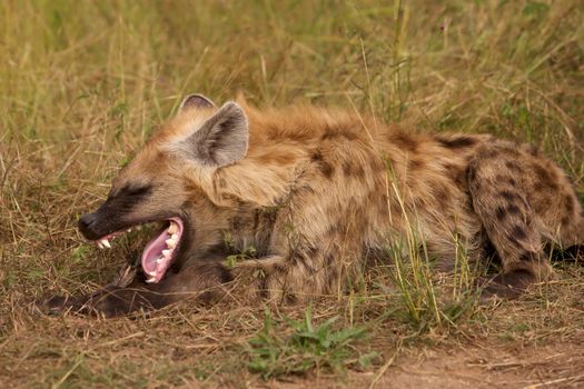 Yawning spotted hyaena (Crocuta crocuta) in the Kruger National Park, South Africa.