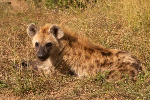 Young spotted hyaena (Crocuta crocuta) in the Kruger National Park.