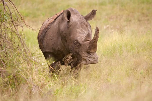 White rhino (Ceratotherium simum), Kruger National Park.