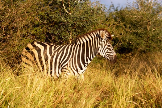 Burchell's zebra (Equus burchellii), Satara area, Kruger National Park, South Africa.