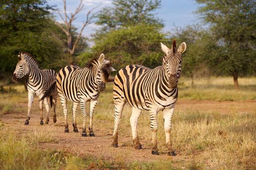 Burchell's zebra (Equus burchellii), in the Satara area, Kruger National Park, South Africa.