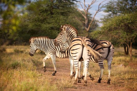 Burchell's zebra (Equus burchellii) in the Satara area, Kruger National Park, South Africa.