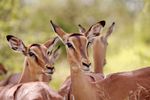 Impala ewes (Aepyceros melampus), Kruger National Park, South Africa.
