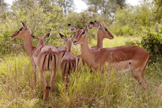 Impala ewes (Aepyceros melampus) with young, Kruger National Park, South Africa.