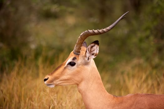 Portrait of an impala ram (Aepyceros melampus), Kruger National Park, South Africa.