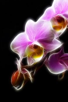 An artistic impression of a minature orchid spray.