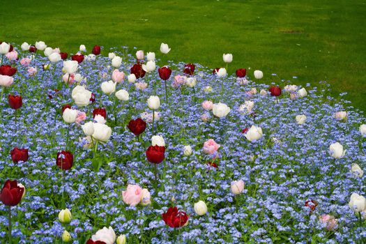 Multi coloured flower bed surrounded by grass, with red and pink tulips and tiny blue flowers